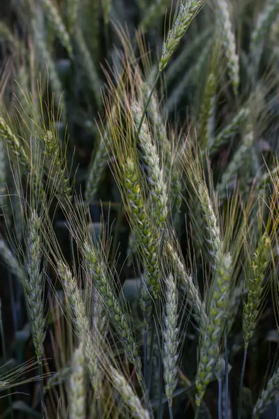 Grand Champ Blé Vert Soirée Été — Photo