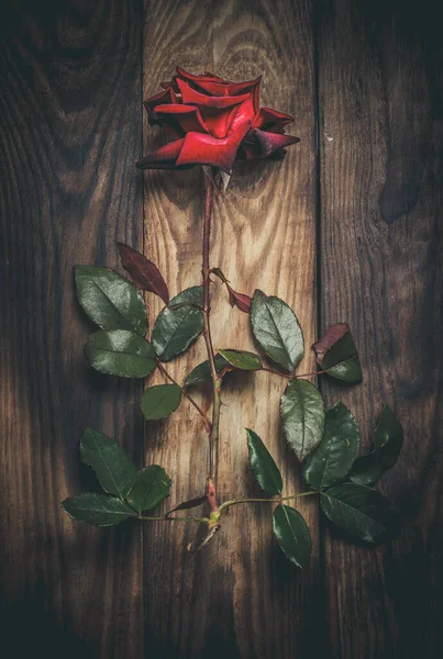 Beautiful Red Rose Brown Wooden Surface — ストック写真