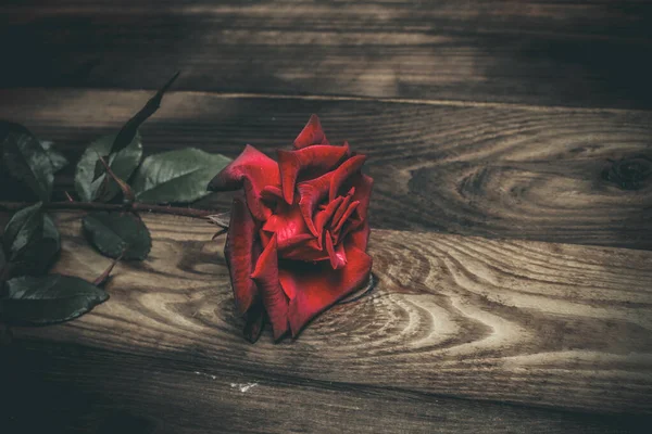 Beautiful Red Rose Brown Wooden Surface — ストック写真