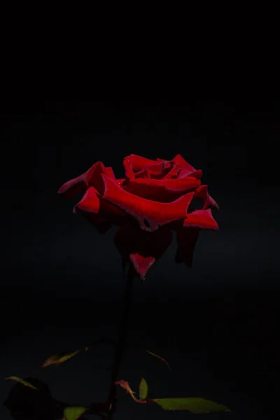 Красная Роза Чёрном Фоне — стоковое фото