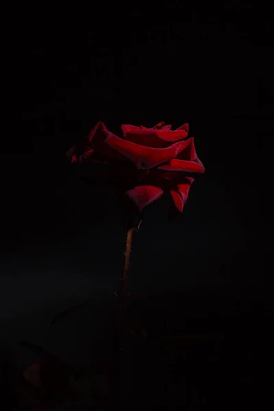 Rose Rouge Sur Fond Noir — Photo