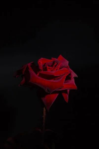 Rote Rose Auf Schwarzem Hintergrund — Stockfoto