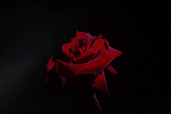 Червона Троянда Чорному Тлі — стокове фото