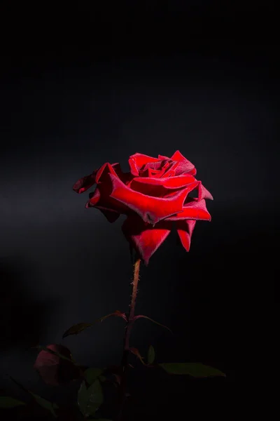 Червона Троянда Чорному Тлі — стокове фото