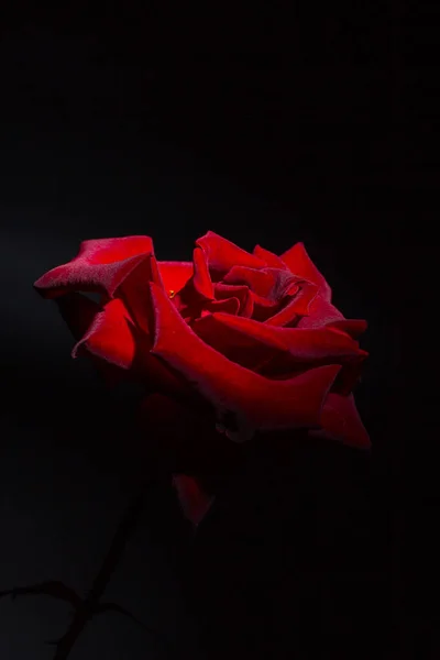 Rose Rouge Sur Fond Noir — Photo