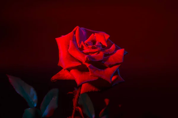 Rose Rouge Sur Fond Noir — Photo