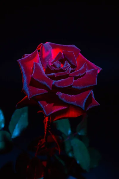 Rosa Roja Sobre Fondo Negro —  Fotos de Stock