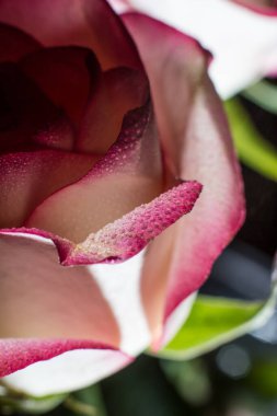 Beyaz gölgeli güzel pembe gül ve siyah arka planda çiğ damlaları