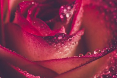 Beyaz gölgeli güzel pembe gül ve siyah arka planda çiğ damlaları