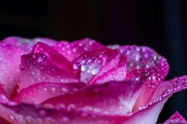 Beyaz gölgeli güzel pembe gül ve siyah arka planda çiğ damlaları