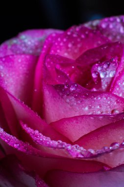 Beyaz gölgeli güzel pembe gül ve siyah arka planda çiğ damlaları