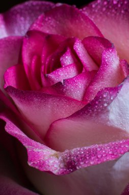 Beyaz gölgeli güzel pembe gül ve siyah arka planda çiğ damlaları