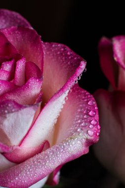 Beyaz gölgeli güzel pembe gül ve siyah arka planda çiğ damlaları