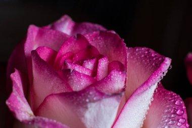 Beyaz gölgeli güzel pembe gül ve siyah arka planda çiğ damlaları