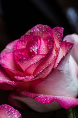 Beyaz gölgeli güzel pembe gül ve siyah arka planda çiğ damlaları