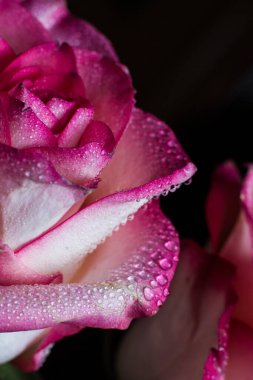 Beyaz gölgeli güzel pembe gül ve siyah arka planda çiğ damlaları