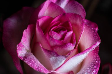 Beyaz gölgeli güzel pembe gül ve siyah arka planda çiğ damlaları