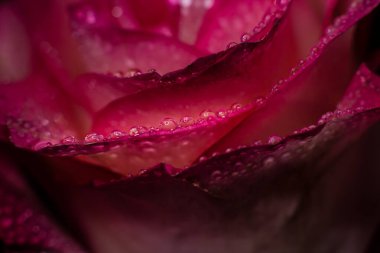 Beyaz gölgeli güzel pembe gül ve siyah arka planda çiğ damlaları