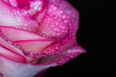 Beyaz gölgeli güzel pembe gül ve siyah arka planda çiğ damlaları