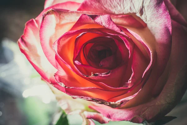 Belle Rose Rose Avec Des Nuances Blanches Des Gouttes Rosée — Photo