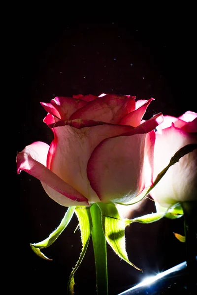 Rosa Bonita Com Tons Brancos Gotas Orvalho Fundo Preto — Fotografia de Stock