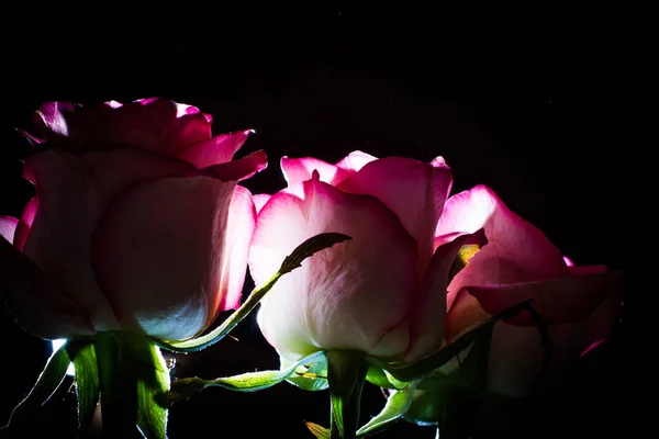 Belle Rose Rose Avec Des Nuances Blanches Des Gouttes Rosée — Photo