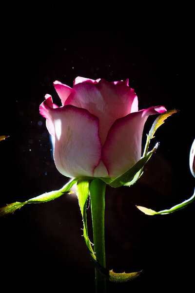 Beautiful pink rose with white shades and dew drops on a black background