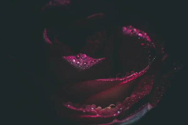 Vacker Rosa Ros Med Vita Nyanser Och Dagg Droppar Svart — Stockfoto