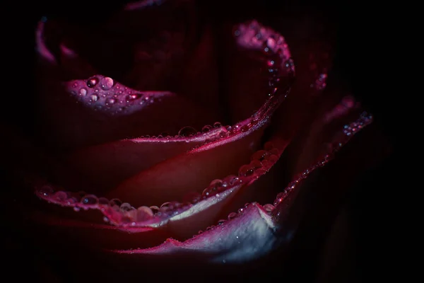 Розовая Роза Белыми Оттенками Каплями Росы Черном Фоне — стоковое фото
