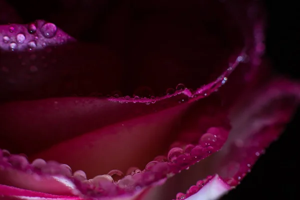 Beautiful Pink Rose White Shades Dew Drops Black Background — Stock Photo, Image