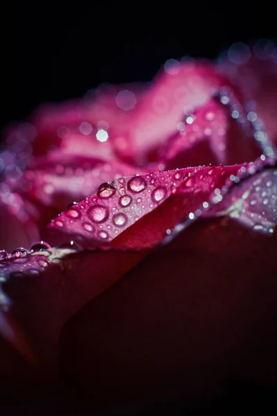 Bella Rosa Rosa Con Sfumature Bianche Gocce Rugiada Uno Sfondo — Foto Stock
