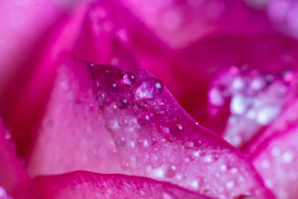 Beautiful Pink Rose White Shades Dew Drops Black Background — Stock Photo, Image