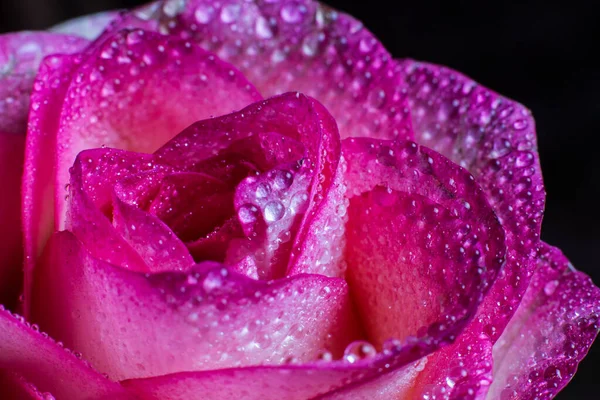 Beautiful Pink Rose White Shades Dew Drops Black Background — Stock Photo, Image