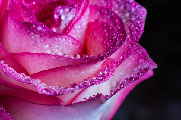 Gyönyörű Rózsaszín Rózsa Fehér Árnyalatok Harmat Csepp Fekete Háttér — Stock Fotó