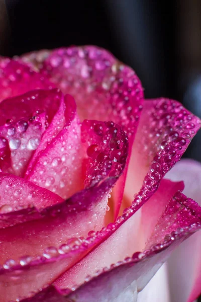 Krásná Růžová Růže Bílými Odstíny Kapkami Rosy Černém Pozadí — Stock fotografie