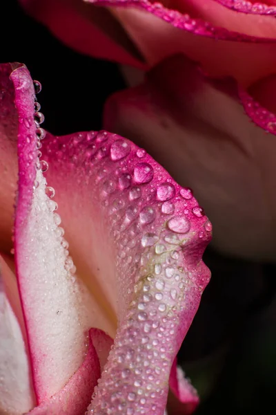 Belle Rose Rose Avec Des Nuances Blanches Des Gouttes Rosée — Photo