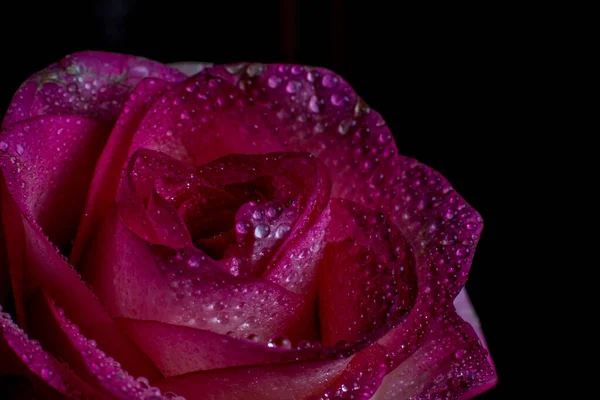 Schöne Rosa Rose Mit Weißen Farbtönen Und Tautropfen Auf Schwarzem — Stockfoto