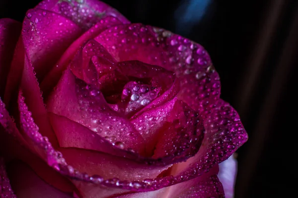 Bella Rosa Rosa Con Sfumature Bianche Gocce Rugiada Uno Sfondo — Foto Stock