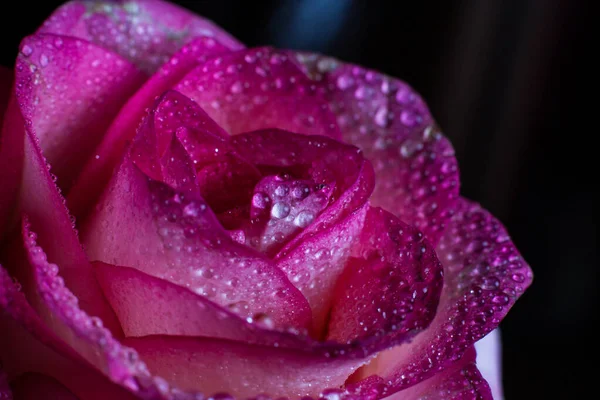 Mooie Roze Roos Met Witte Tinten Dauwdruppels Een Zwarte Achtergrond — Stockfoto