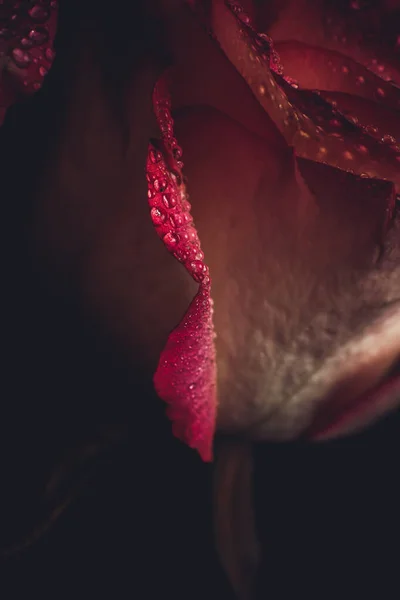 Schöne Rosa Rose Mit Weißen Farbtönen Und Tautropfen Auf Schwarzem — Stockfoto