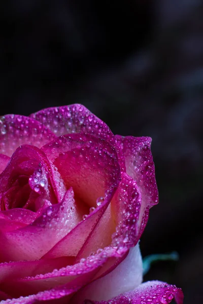 Mooie Roze Roos Met Witte Tinten Dauwdruppels Een Zwarte Achtergrond — Stockfoto