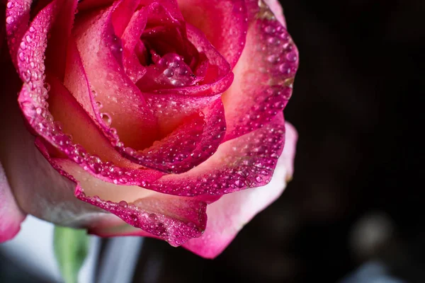 Krásná Růžová Růže Bílými Odstíny Kapkami Rosy Černém Pozadí — Stock fotografie