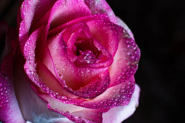 美丽的粉红玫瑰 色泽洁白 露珠点缀在黑色的背景上 — 图库照片