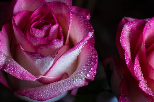 Rosa Bonita Com Tons Brancos Gotas Orvalho Fundo Preto — Fotografia de Stock