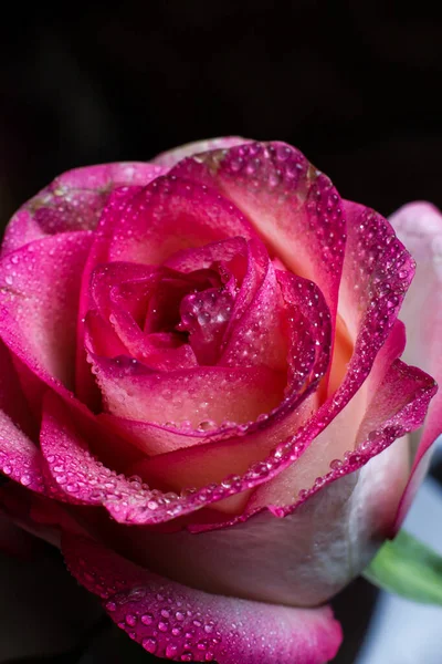 Krásná Růžová Růže Bílými Odstíny Kapkami Rosy Černém Pozadí — Stock fotografie