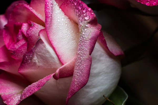 Krásná Růžová Růže Bílými Odstíny Kapkami Rosy Černém Pozadí — Stock fotografie