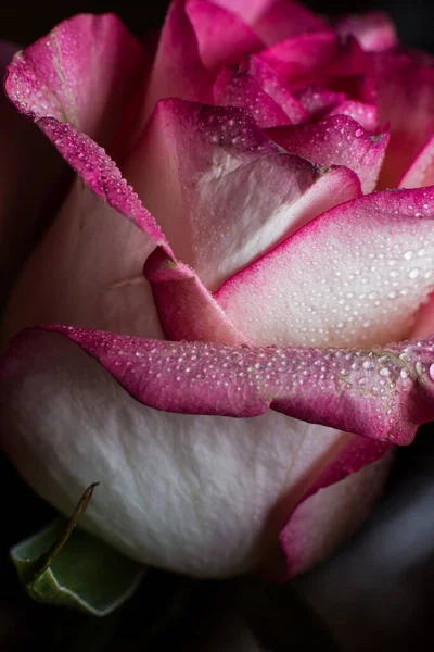 Piękna Różowa Róża Białymi Odcieniami Kroplami Rosy Czarnym Tle — Zdjęcie stockowe