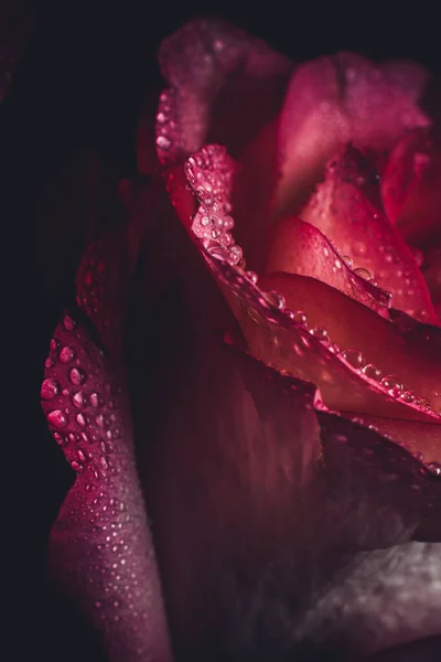 색조를 아름다운 분홍빛 장미와 배경에 이슬이 떨어지는 — 스톡 사진