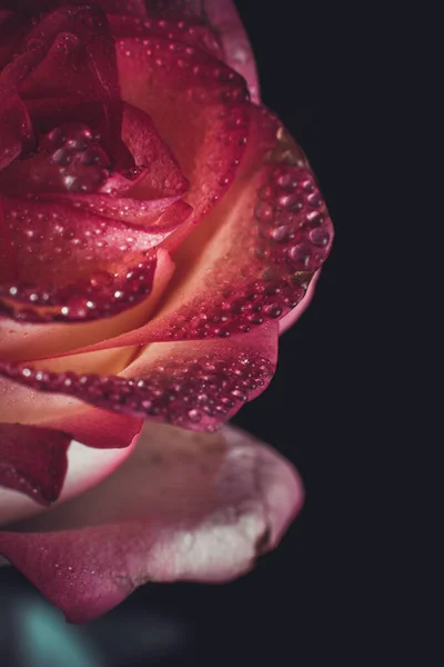 白い色合いと露が黒い背景に落ちる美しいピンクのバラ — ストック写真