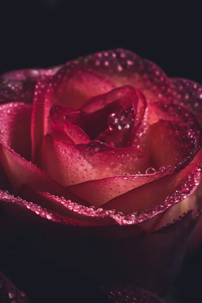 Krásná Růžová Růže Bílými Odstíny Kapkami Rosy Černém Pozadí — Stock fotografie